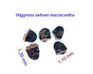 Wigginsia sellowii macracantha.jpg